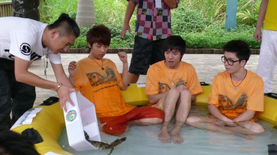看三位快男恐惧的表情，最后共有50多条鳄鱼投入池中……
