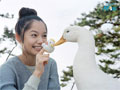 宫崎葵和大鹅超级可爱